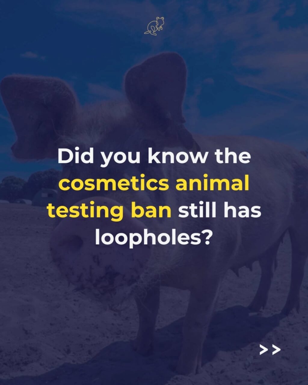 Instagram post from consciousquokka. This post is in position 4.