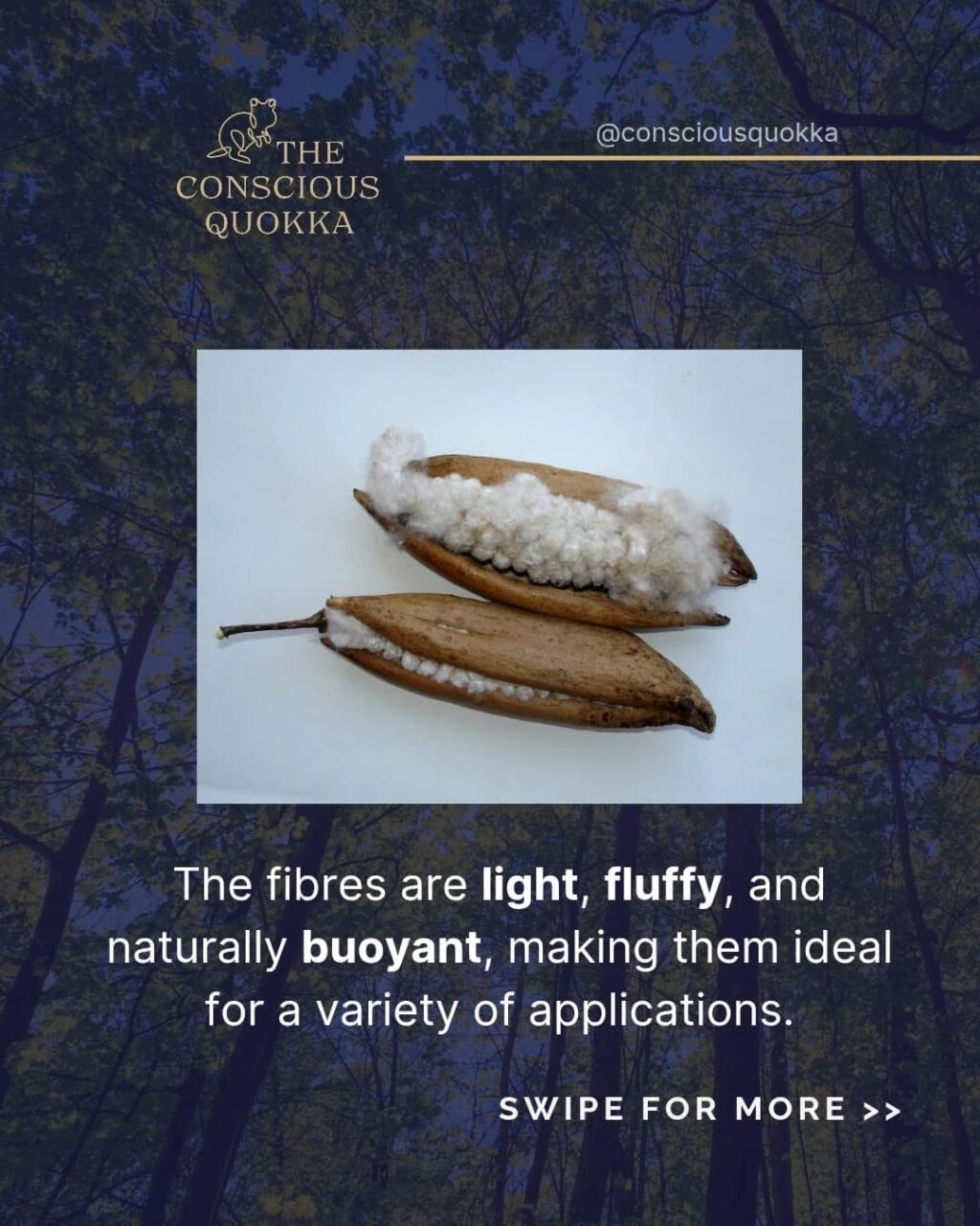 Instagram post from consciousquokka. This post is in position 2.