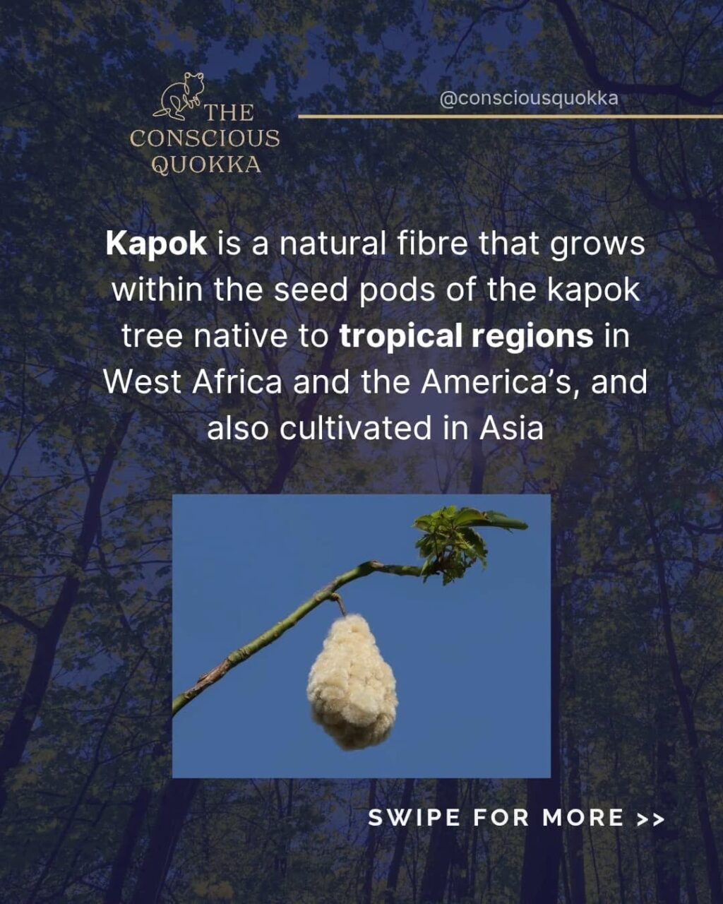 Instagram post from consciousquokka. This post is in position 1.