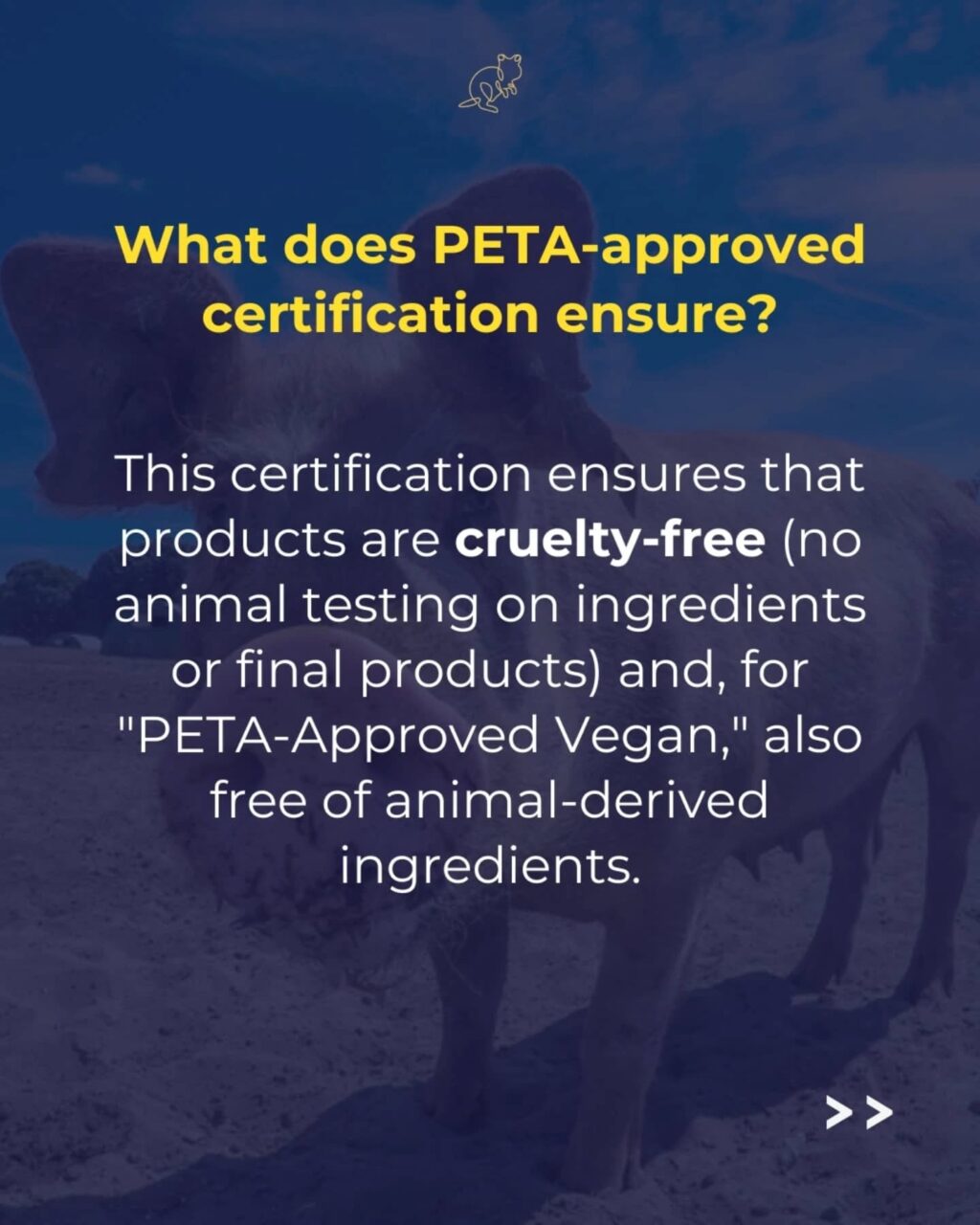 Instagram post from consciousquokka. This post is in position 4.